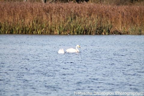 Whooper Swans RSPB Leighton Moss,
Lancashire,
29/10/2014 Cygnus cygnus,Whooper swan