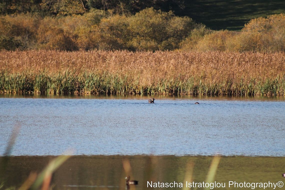 Mother Otter and 2 Youngsters RSPB Leighton Moss,<br />
Lancashire,<br />
29/10/2014 European otter,Lutra lutra,Otters