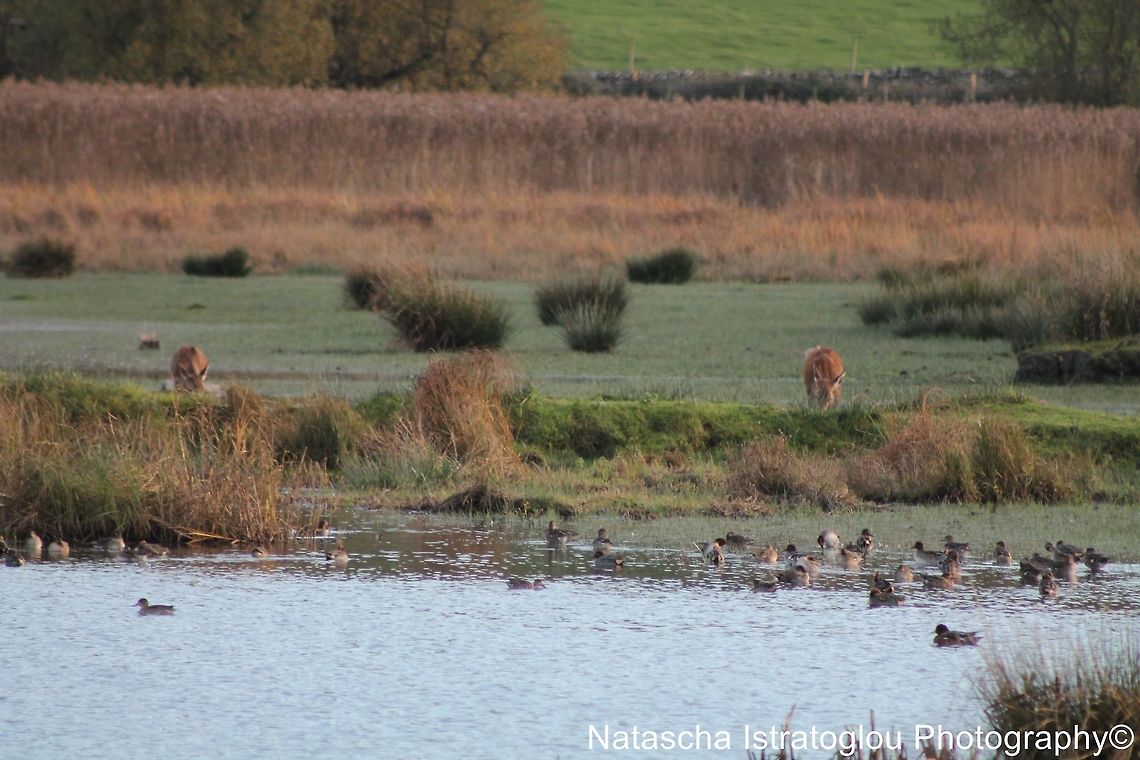 Red Deer RSPB Leighton Moss,<br />
Lancashire,<br />
29/10/2014 Cervus elaphus,Red Deer,Red deer