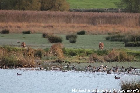 Red Deer RSPB Leighton Moss,
Lancashire,
29/10/2014 Cervus elaphus,Red Deer,Red deer