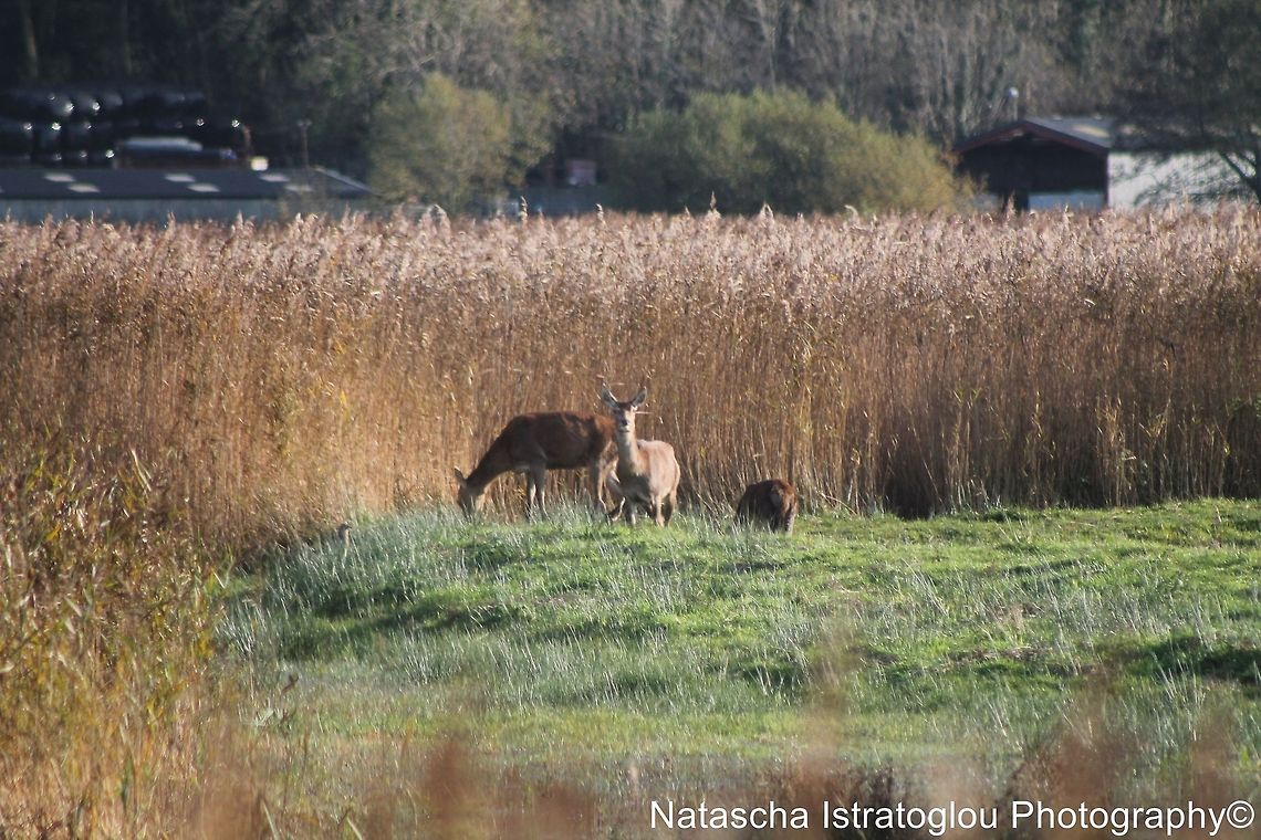 Red Deer RSPB Leighton Moss,<br />
Lancashire,<br />
29/10/2014 Cervus elaphus,Red Deer,Red deer