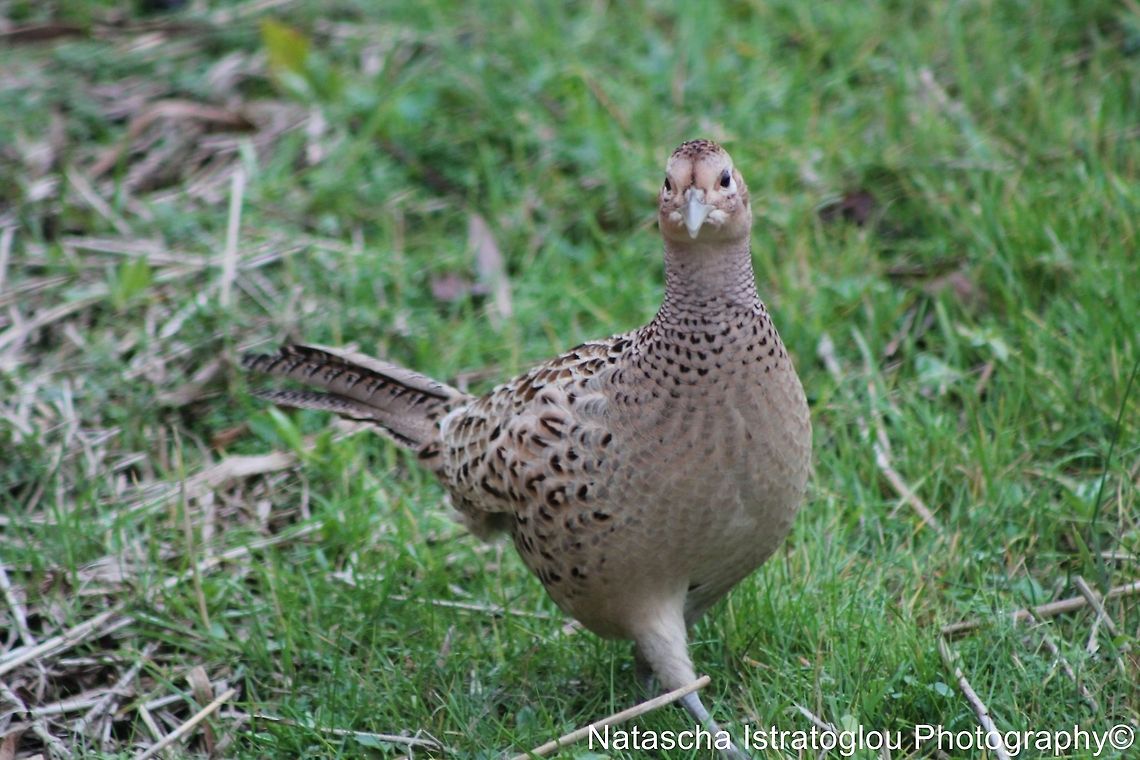 Female Pheasant RSPB Leighton Moss,<br />
Lancashire,<br />
08/11/2014 Common Pheasant,Phasianus colchicus,Pheasant