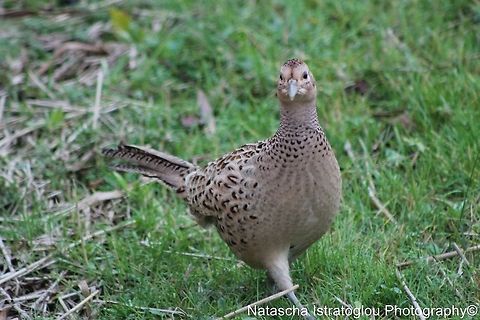 Female Pheasant RSPB Leighton Moss,
Lancashire,
08/11/2014 Common Pheasant,Phasianus colchicus,Pheasant