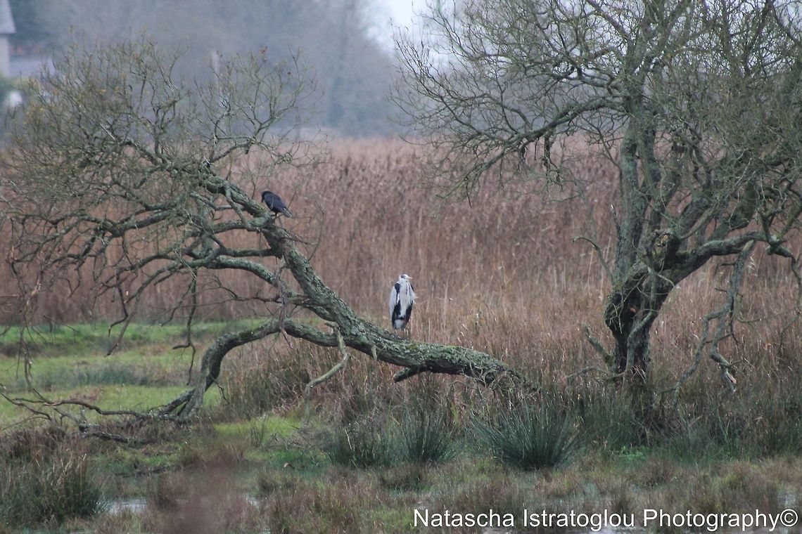 Grey Heron RSPB Leighton Moss,<br />
Lancashire,<br />
08/11/2014 Ardea cinerea,Grey Heron,grey heron