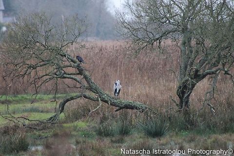 Grey Heron RSPB Leighton Moss,
Lancashire,
08/11/2014 Ardea cinerea,Grey Heron,grey heron
