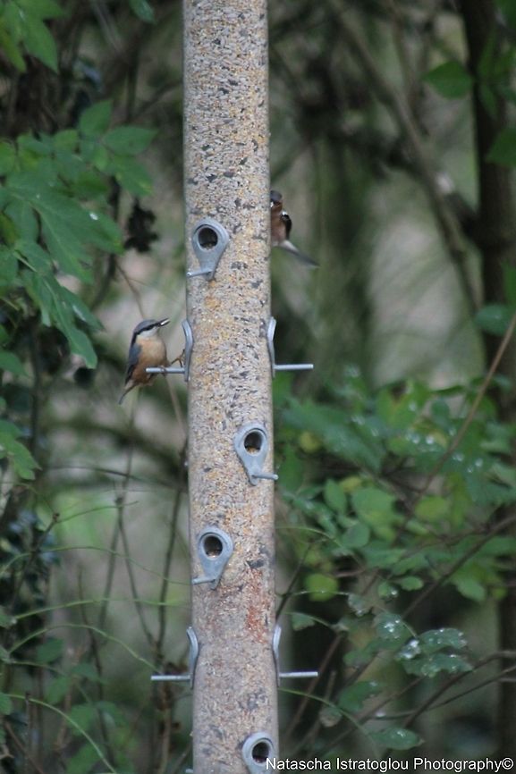 Nuthatch RSPB Leighton Moss,<br />
Lancashire,<br />
08/11/2014 Eurasian Nuthatch,Sitta europaea,nuthatch