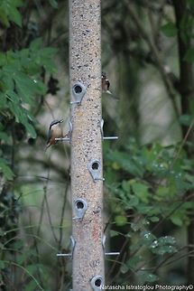 Nuthatch RSPB Leighton Moss,
Lancashire,
08/11/2014 Eurasian Nuthatch,Sitta europaea,nuthatch