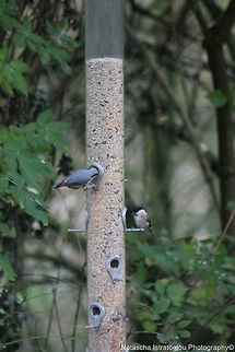 Nuthatch RSPB Leighton Moss,
Lancashire,
08/11/2014 Eurasian Nuthatch,Sitta europaea,nuthatch