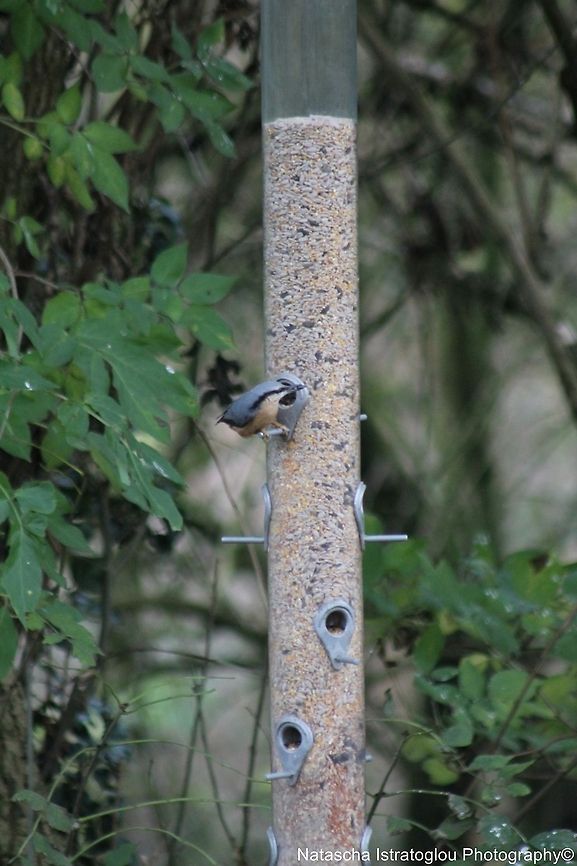 Nuthatch RSPB Leighton Moss,<br />
Lancashire,<br />
08/11/2014 Eurasian Nuthatch,Sitta europaea,nuthatch