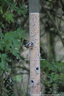 Nuthatch RSPB Leighton Moss,
Lancashire,
08/11/2014 Eurasian Nuthatch,Sitta europaea,nuthatch