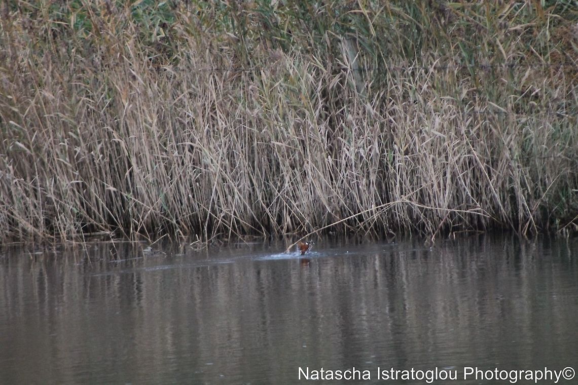 Kingfisher RSPB Leighton Moss,<br />
Lancashire,<br />
08/11/2014 Alcedo atthis,Common Kingfisher,Kingfisher