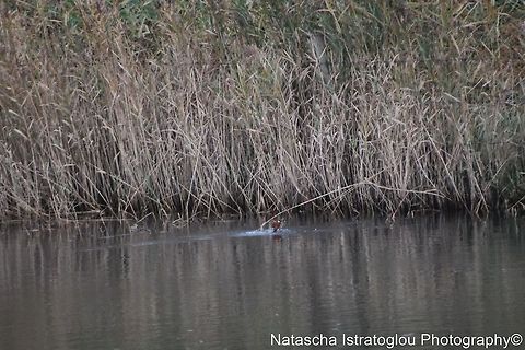 Kingfisher RSPB Leighton Moss,
Lancashire,
08/11/2014 Alcedo atthis,Common Kingfisher,Kingfisher