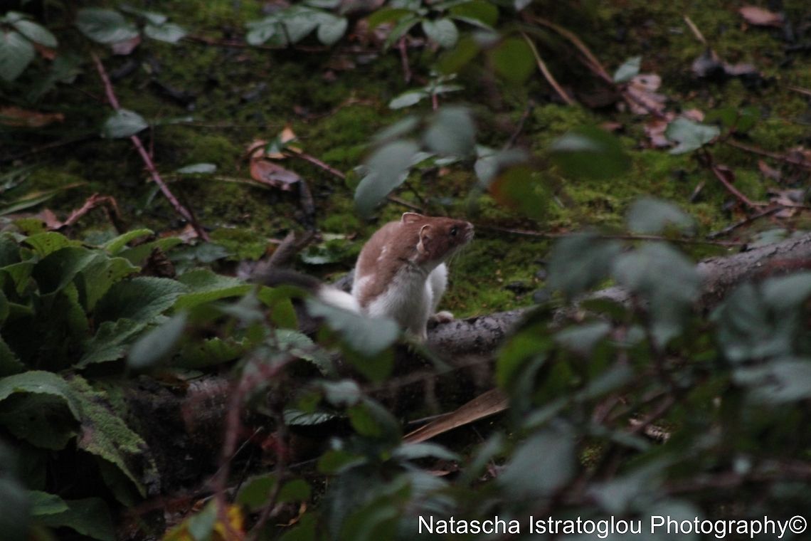 Stoat Mere Sands Wood,<br />
Lancashire,<br />
11/12/14 Mustela erminea,Stoat,stoat