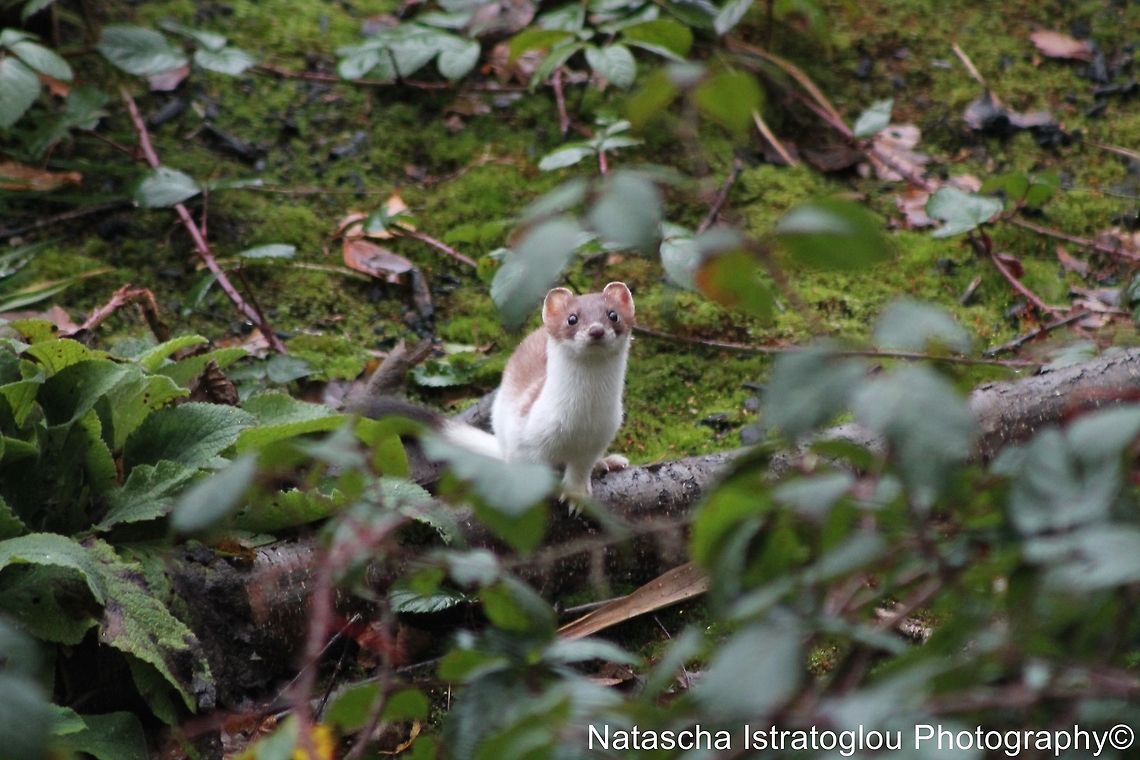 Stoat Mere Sands Wood,<br />
Lancashire,<br />
11/12/14 Mustela erminea,Stoat,stoat