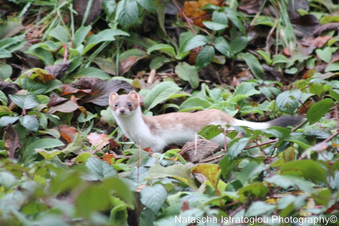 Stoat Mere Sands Wood,<br />
Lancashire,<br />
11/12/14 Mustela erminea,Stoat,stoat