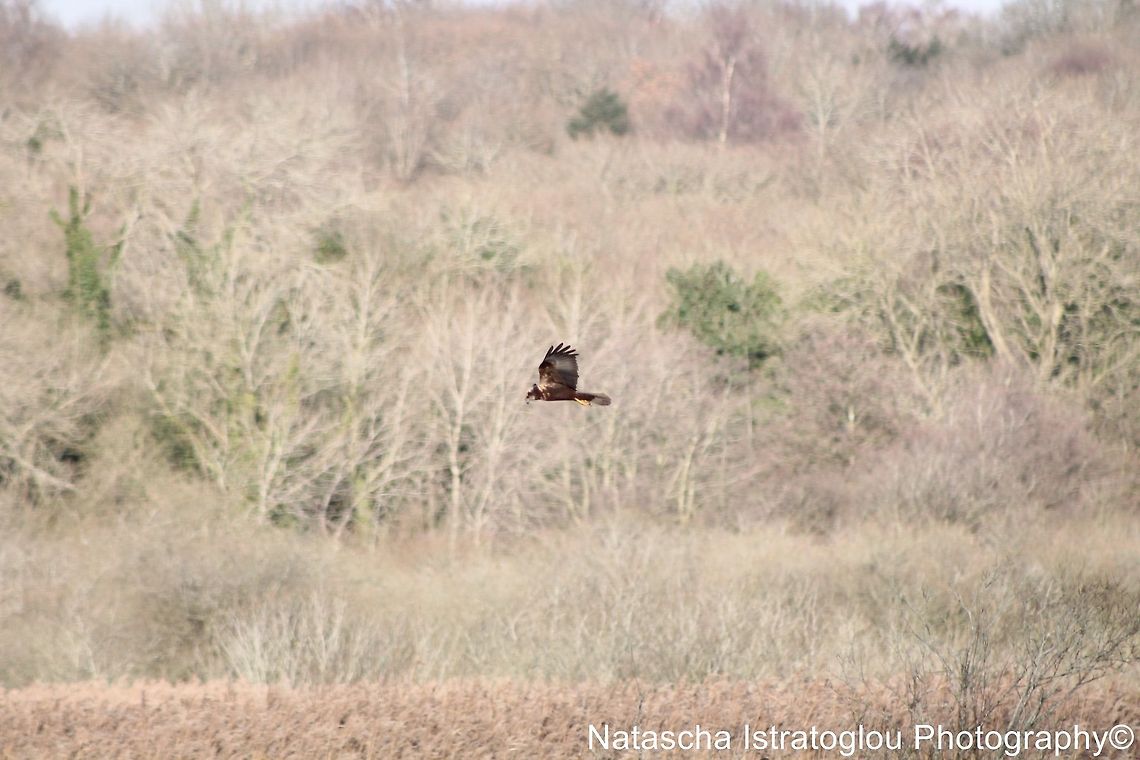 Marsh Harrier RSPB Leighton Moss,<br />
Lancashire,<br />
15/12/2014 Circus aeruginosus,Western Marsh Harrier,Western marsh harrier