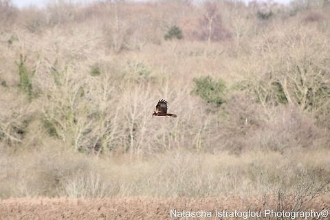 Marsh Harrier RSPB Leighton Moss,
Lancashire,
15/12/2014 Circus aeruginosus,Western Marsh Harrier,Western marsh harrier