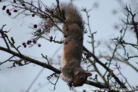 Grey Squirrel Longton Brickcroft Nature Reserve,
Lancashire,
15/11/2014 Eastern gray squirrel,Sciurus carolinensis,eastern Grey Squirrel