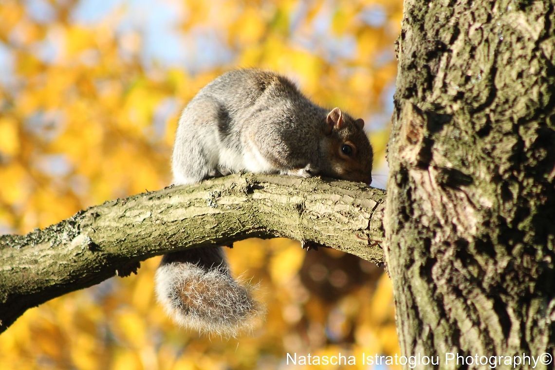 Grey Squirrel Haslam Park,<br />
Preston,<br />
18/11/2014 Eastern gray squirrel,Sciurus carolinensis,eastern Grey Squirrel