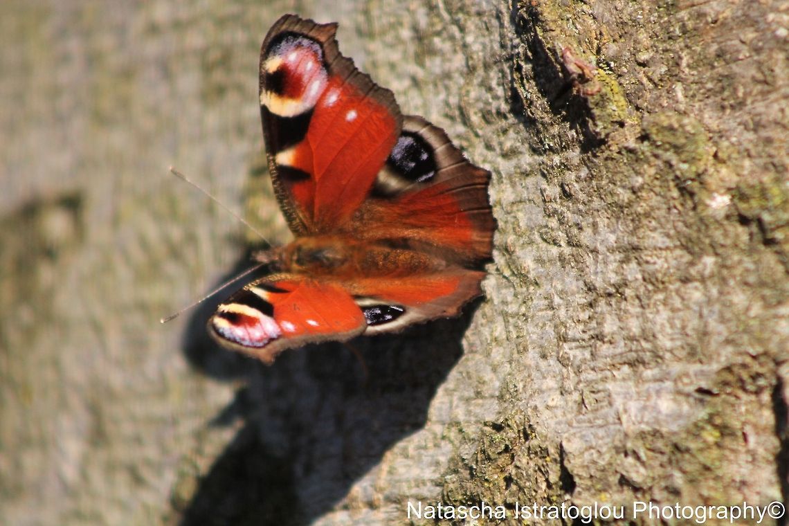 Peacock Butterfly Haslam Park,<br />
Preston,<br />
18/11/2014 European Peacock,Inachis io,Peacock Butterfly