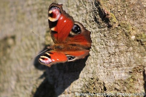 Peacock Butterfly Haslam Park,
Preston,
18/11/2014 European Peacock,Inachis io,Peacock Butterfly