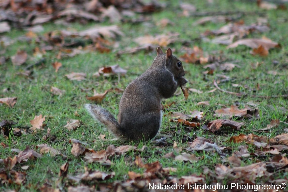 Grey Squirrel Haslam Park,<br />
Preston,<br />
16/11/2014 Eastern gray squirrel,Sciurus carolinensis,eastern Grey Squirrel