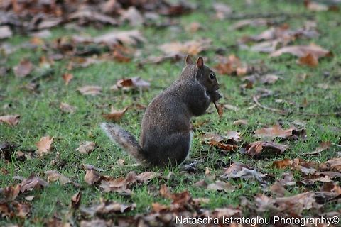 Grey Squirrel Haslam Park,
Preston,
16/11/2014 Eastern gray squirrel,Sciurus carolinensis,eastern Grey Squirrel