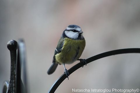 Blue Tit RSPB Leighton Moss,
Lancashire,
15/12/2014 Blue Tit,Cyanistes caeruleus