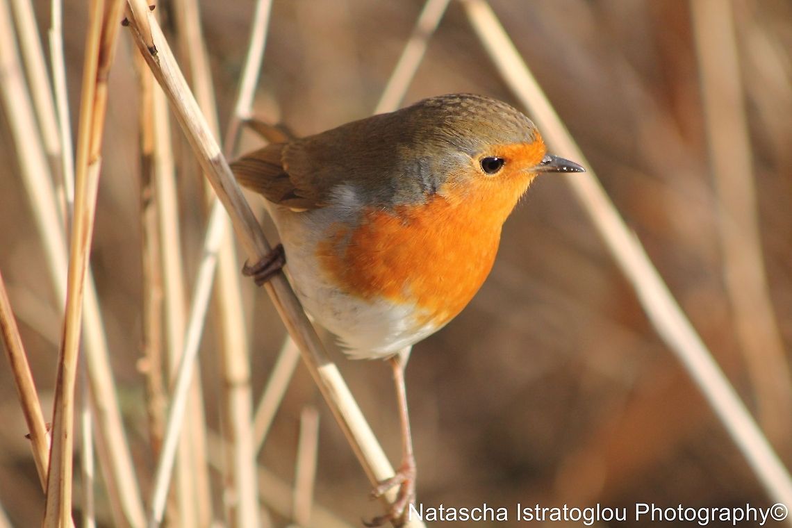 Robin RSPB Leighton Moss,<br />
Lancashire,<br />
15/12/2014 Erithacus rubecula,European Robin,Robin