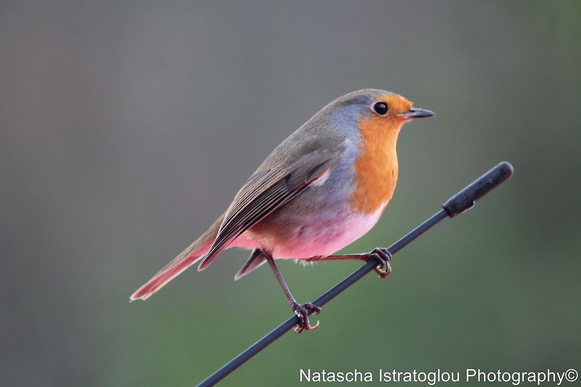 Robin RSPB Leighton Moss,<br />
Lancashire,<br />
15/12/2014 Erithacus rubecula,European Robin,Robin