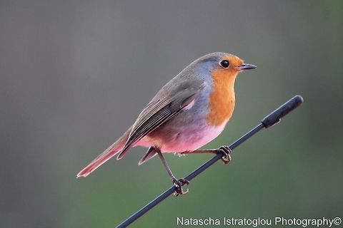 Robin RSPB Leighton Moss,
Lancashire,
15/12/2014 Erithacus rubecula,European Robin,Robin