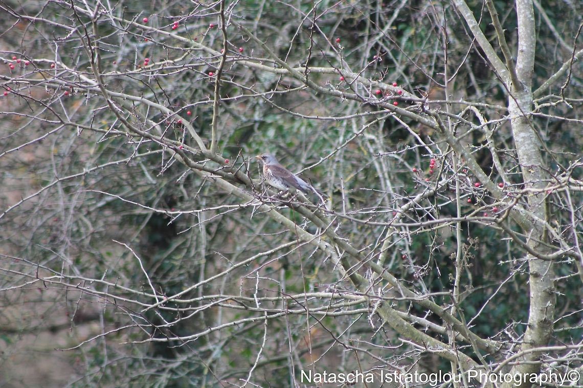 Fieldfare RSPB Leighton Moss,<br />
Lancashire,<br />
15/12/2014 Fieldfare,Turdus pilaris,fieldfare