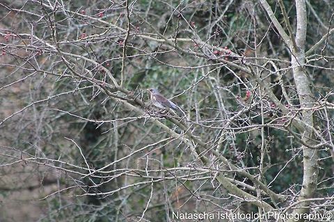 Fieldfare RSPB Leighton Moss,
Lancashire,
15/12/2014 Fieldfare,Turdus pilaris,fieldfare