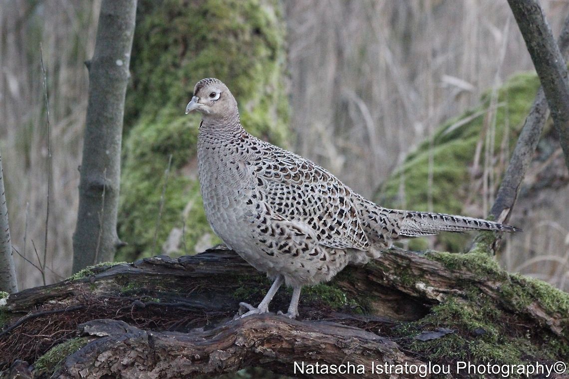 Pheasent RSPB Leighton Moss,<br />
Lancashire,<br />
15/12/2014 Common Pheasant,Phasianus colchicus,Pheasant