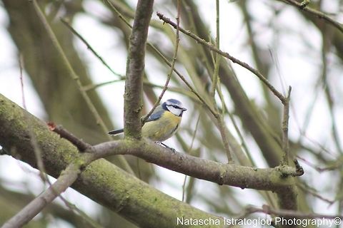 Blue Tit Cresswell,
Northumberland,
26/12/2014 Blue Tit,Cyanistes caeruleus