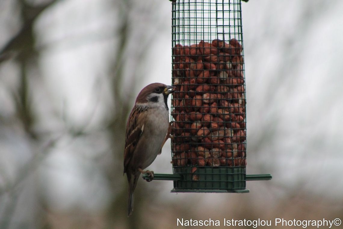 Tree Sparrow Cresswell,<br />
Northumberland,<br />
26/12/2014 Eurasian Tree Sparrow,Passer montanus,eurasian tree sparrow
