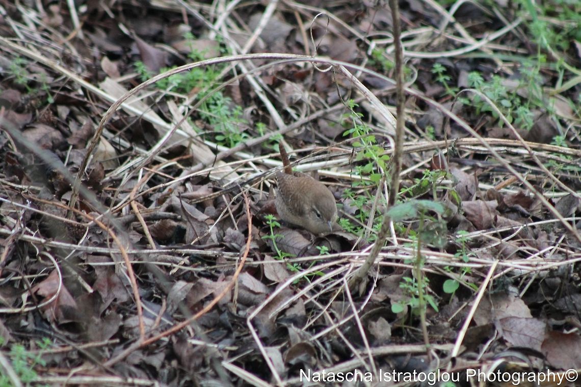 Wren Cresswell,<br />
Northumberland,<br />
26/12/2014 Eurasian Wren,Troglodytes troglodytes,wren