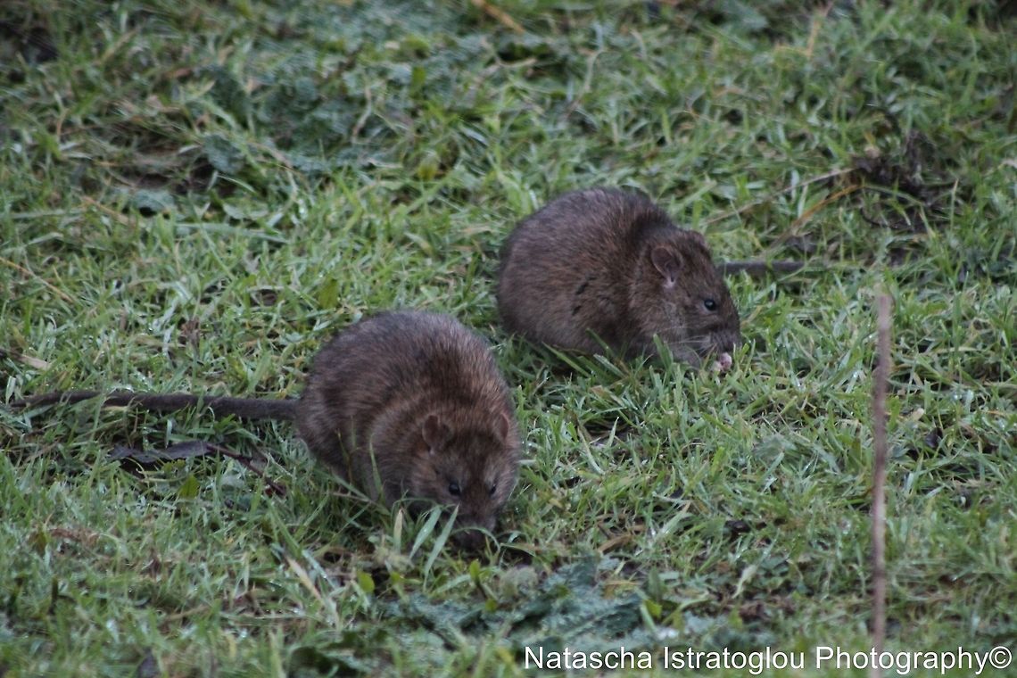 Brown Rats Hauxley Nature Reserve,<br />
Northumberland,<br />
03/01/2015 Brown rat,Rattus norvegicus