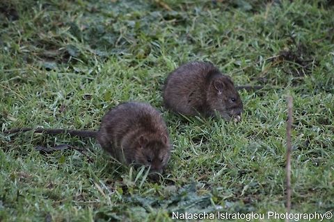 Brown Rats Hauxley Nature Reserve,
Northumberland,
03/01/2015 Brown rat,Rattus norvegicus