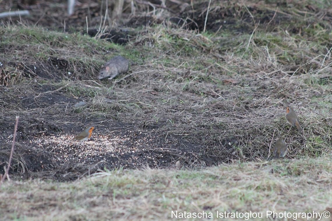 Brown Rat and 3 Robins Hauxley Nature Reserve,<br />
Northumberland,<br />
03/01/2015 Brown rat,Rattus norvegicus,Robin