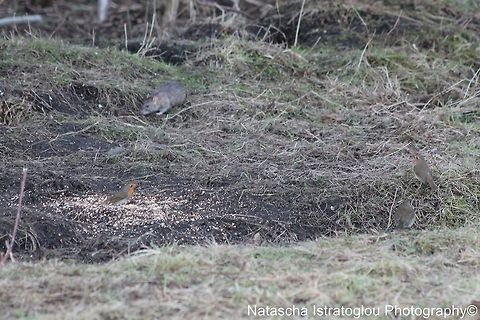 Brown Rat and 3 Robins Hauxley Nature Reserve,
Northumberland,
03/01/2015 Brown rat,Rattus norvegicus,Robin