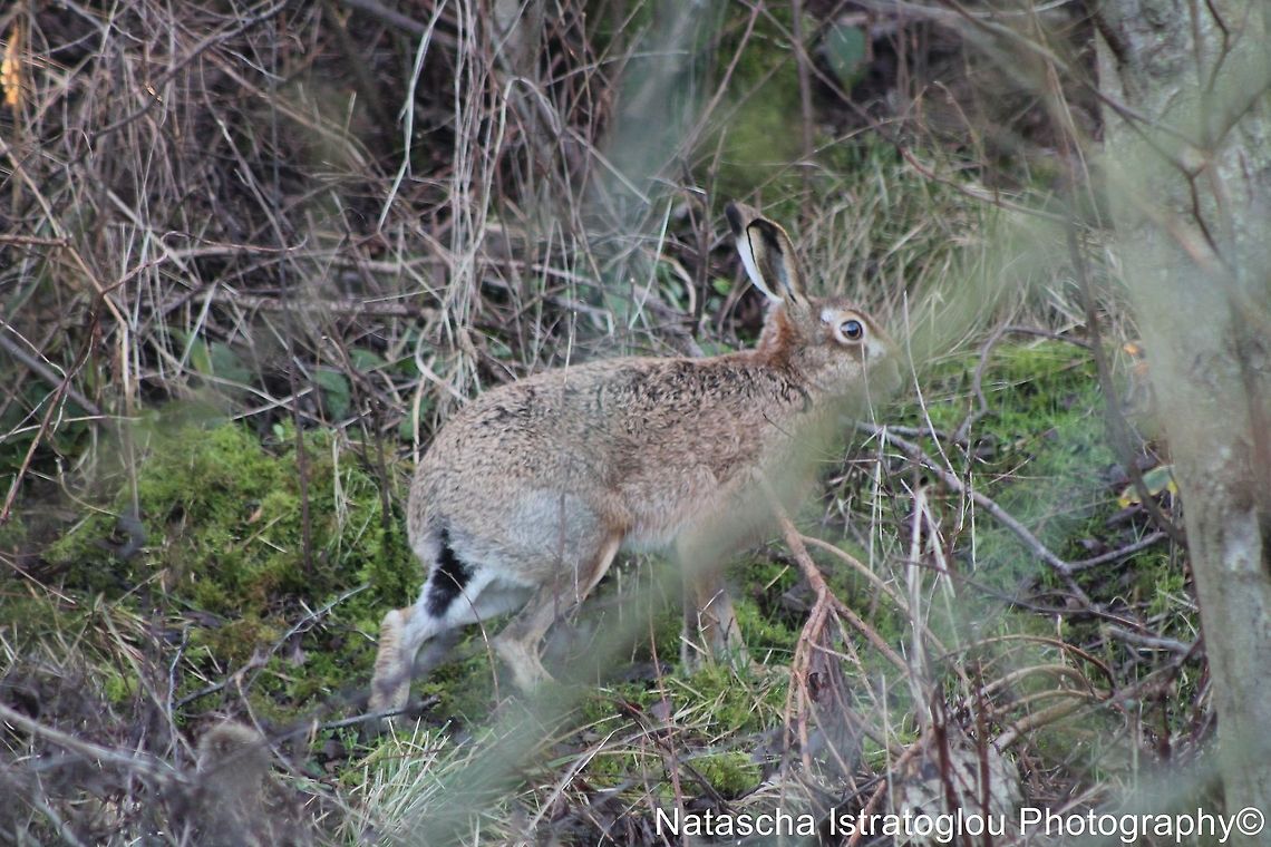 Hare Hauxley Nature Reserve,<br />
Northumberland,<br />
03/01/2015 European hare,Hare,Lepus europaeus