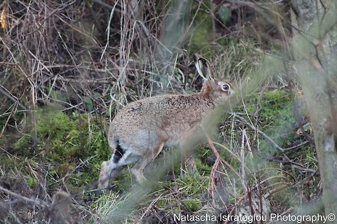 Hare Hauxley Nature Reserve,
Northumberland,
03/01/2015 European hare,Hare,Lepus europaeus