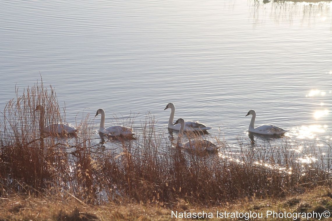 Mute Swans Hauxley Nature Reserve,<br />
Northumberland,<br />
03/01/2015 Cygnets,Cygnus olor,Mute Swan