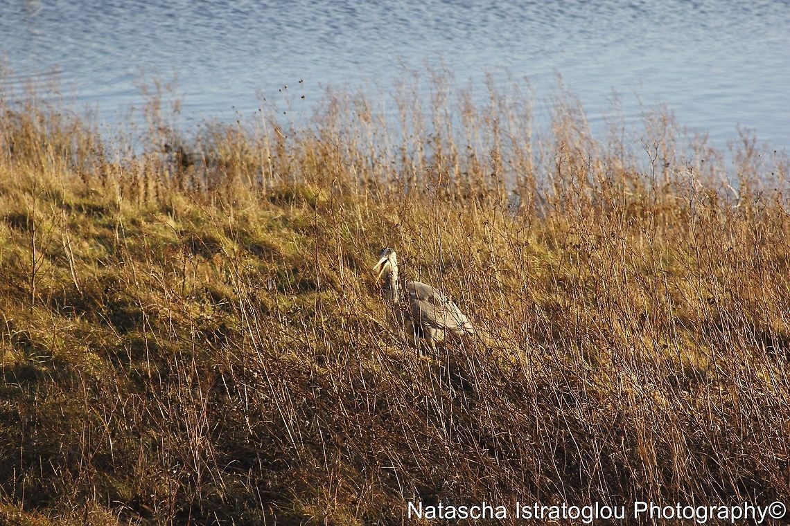 Heron with Water Vole Hauxley Nature Reserve,<br />
Northumberland,<br />
03/01/2015 Ardea cinerea,Grey Heron,Heron,european water vole