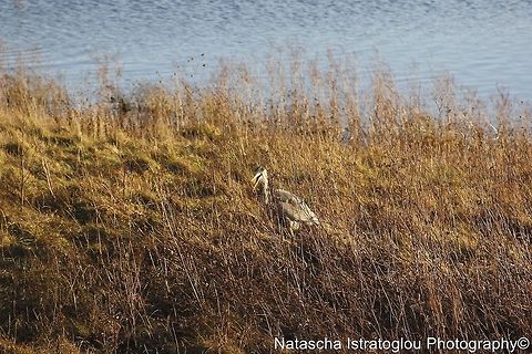 Heron with Water Vole Hauxley Nature Reserve,
Northumberland,
03/01/2015 Ardea cinerea,Grey Heron,Heron,european water vole