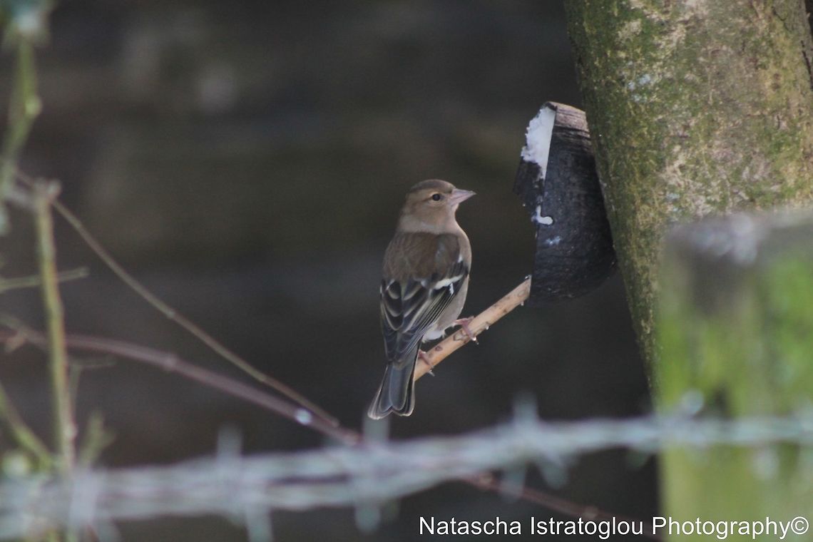 Female Chaffinch Parlick Hill,<br />
Lancashire,<br />
19/01/2015 Chaffinch,Fringilla coelebs