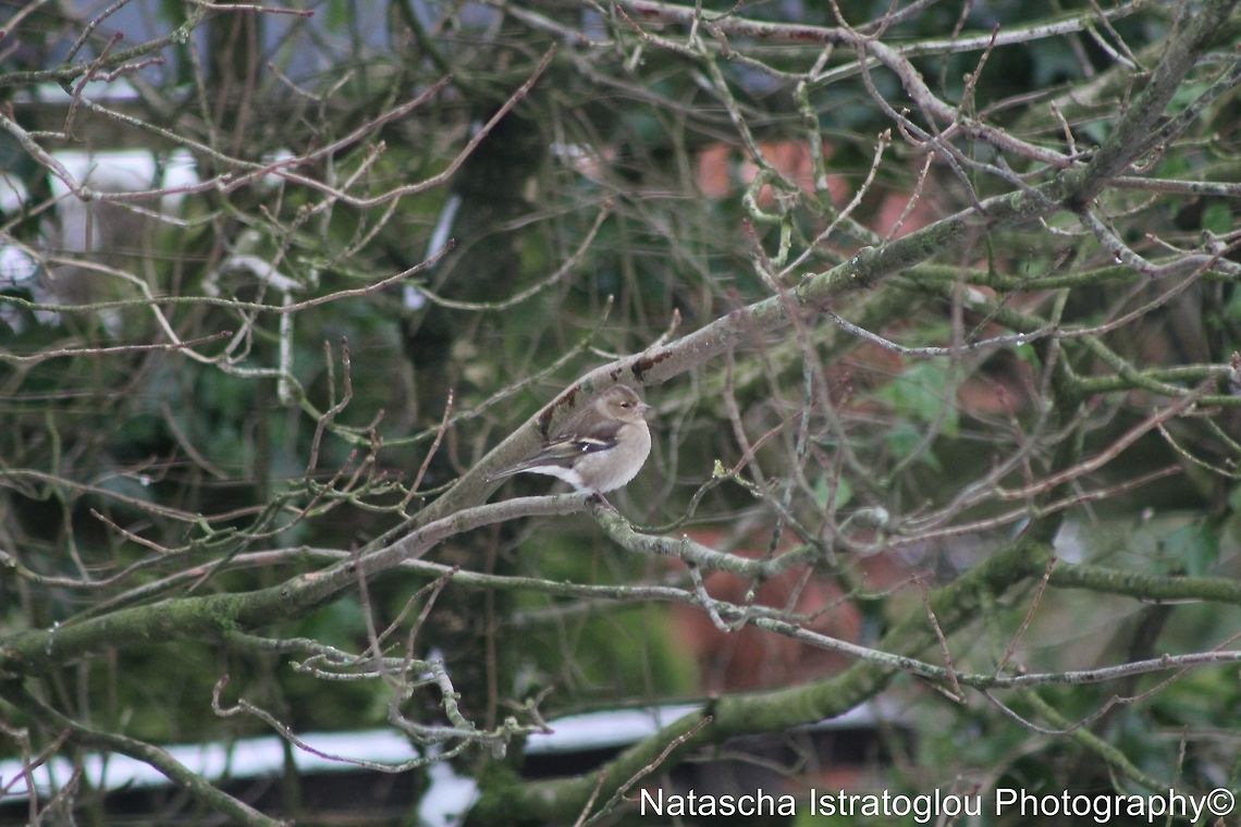 Female Chaffinch Parlick Hill,<br />
Lancashire,<br />
21/01/2015 Chaffinch,Fringilla coelebs