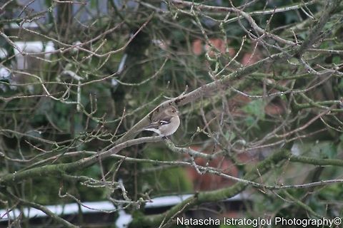 Female Chaffinch Parlick Hill,
Lancashire,
21/01/2015 Chaffinch,Fringilla coelebs