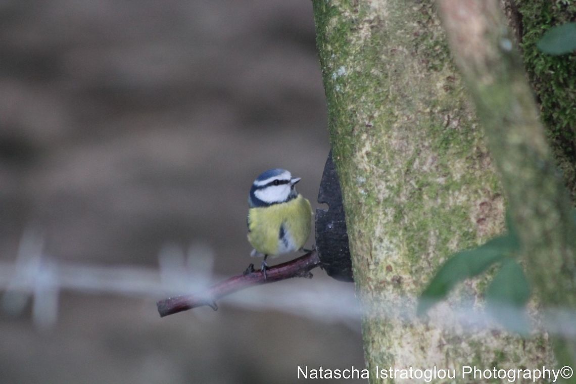 Blue Tit Parlick Hill,<br />
Lancashire,<br />
21/01/2015 Blue Tit,Chaffinch,Cyanistes caeruleus